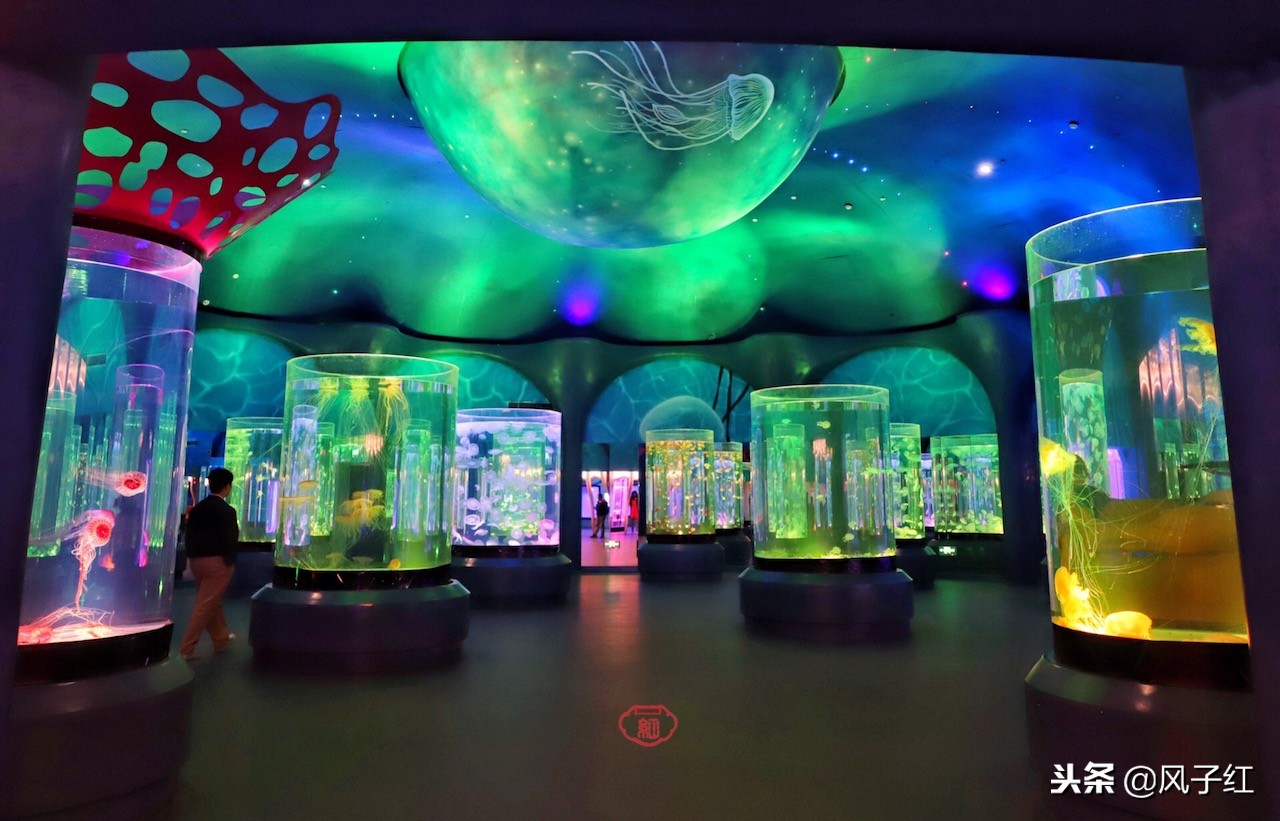 上海新地标丨海昌海洋公园一日游园玩法攻略