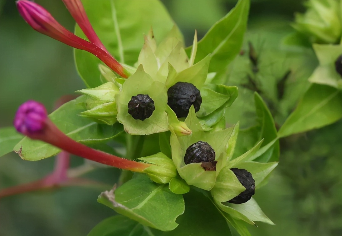 鑳介┍铓婄殑閲庣敓鍔ㄧ墿,鍙┍铓婄殑閲庣敓鍔ㄧ墿