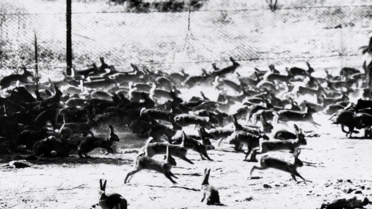 澳大利亚野兔泛滥成灾的原因,澳洲人吃野兔