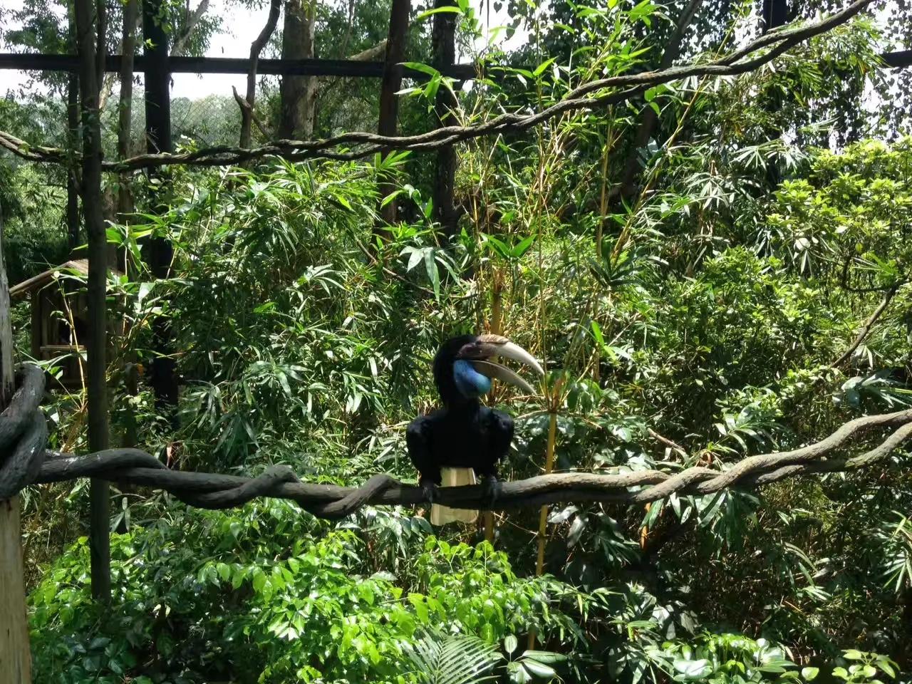 广州长隆野生动物园最全游玩攻略,长隆野生动物园游玩攻略