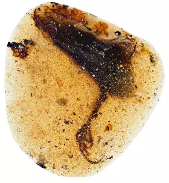 缅甸琥珀收购,缅甸琥珀争夺战