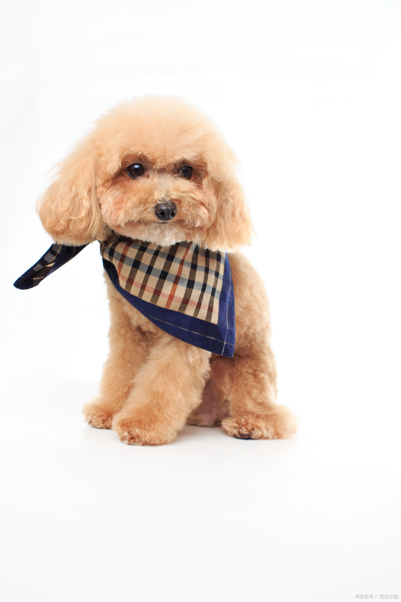 养泰迪犬的禁忌是什么呀,冬天养泰迪十大禁忌