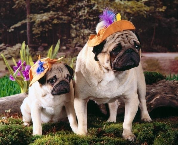 可爱的巴哥幼犬,巴哥犬的可爱瞬间