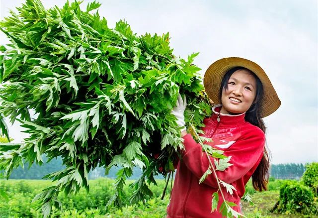 蕲春艾草,湖北黄冈蕲春县艾草