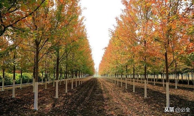 培育“原冠苗”还是“截干苗”,该如何选择?