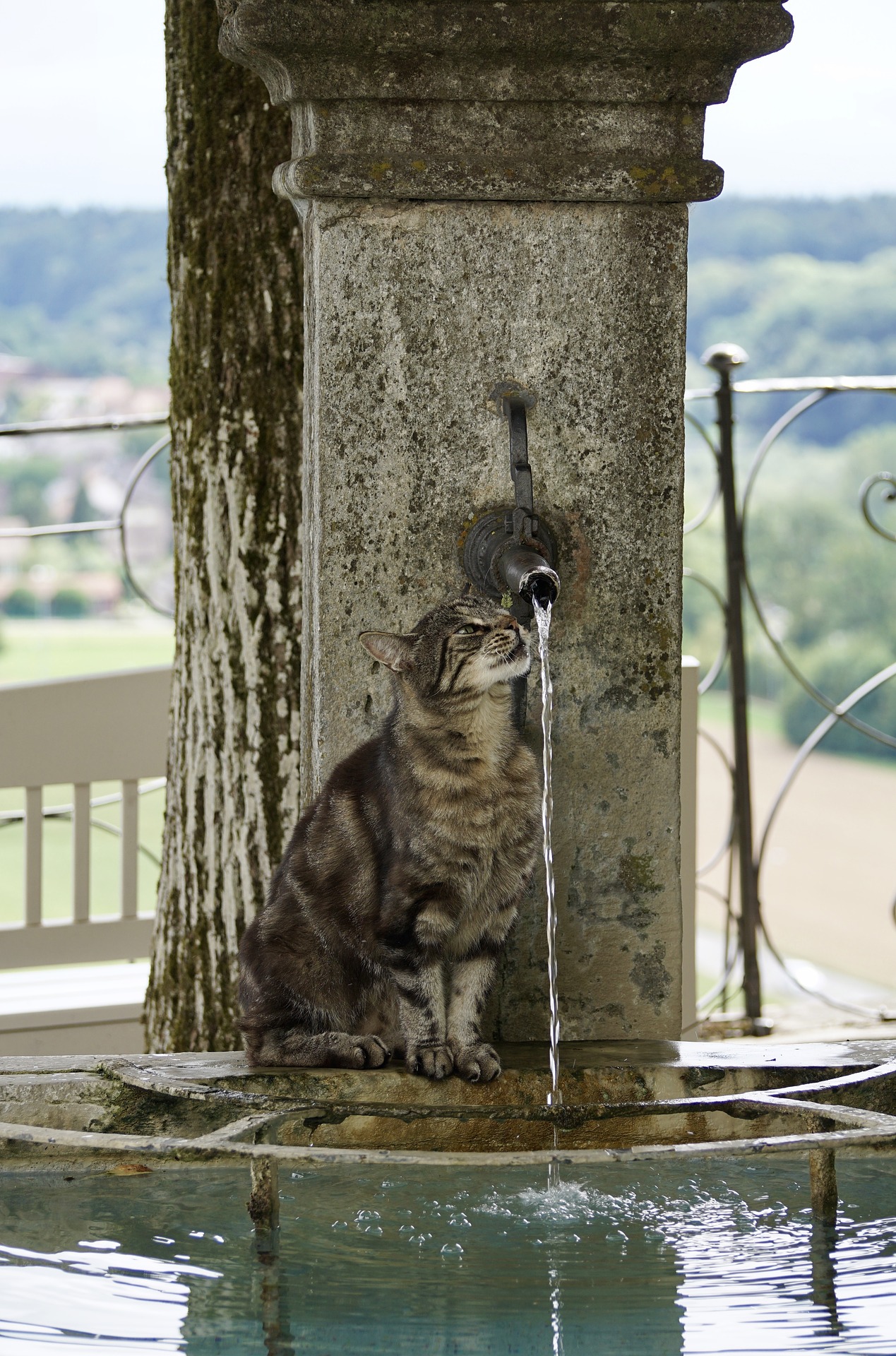 为什么猫喝水用舌头,为什么猫喝水要先刨地