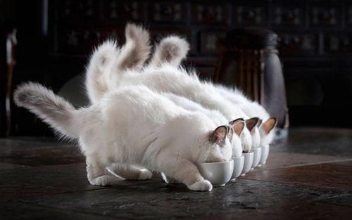 猫咪为什么会出现厌食症,猫咪为什么会腹泻乱拉