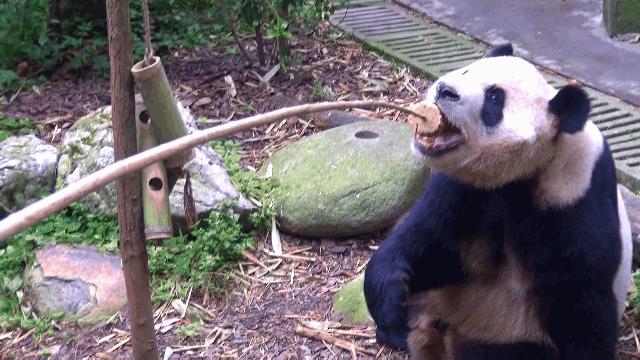 1h刹拢！想看大熊猫就去这3个地方，人少像包场，散养小熊猫