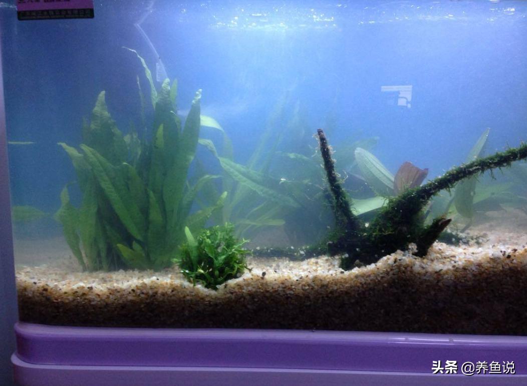 鱼缸水发黄变浑浊原因和解决方法,养鱼鱼缸水浑浊怎么处理