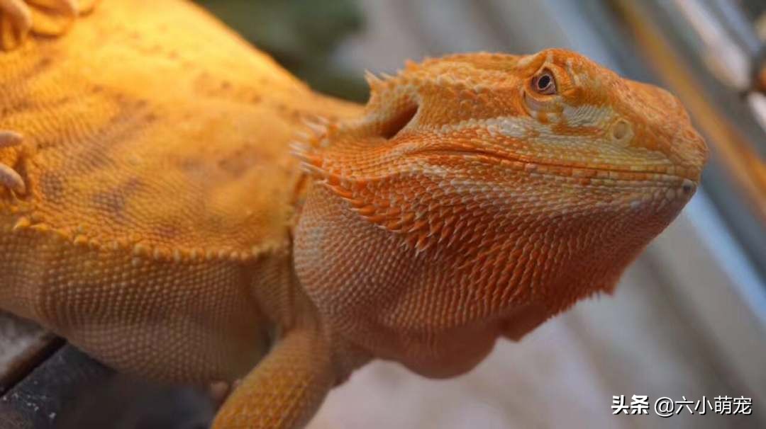 怎么样养好鬃狮蜥苗子,鬃狮蜥是一只养好还是一对养好