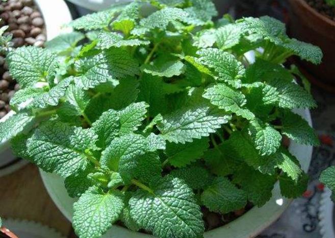 适合家里养的32种花净化空气,家里必养4种花特别漂亮