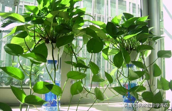 刚移栽的绿萝要天天给叶子喷水吗,绿萝长得好靠哪三种水