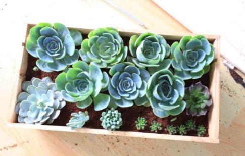 最容易烂根的四种花,花烂根了怎么救活