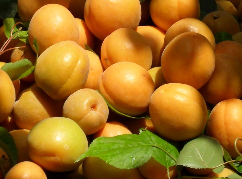 杏子的营养价值以及产地分布介绍