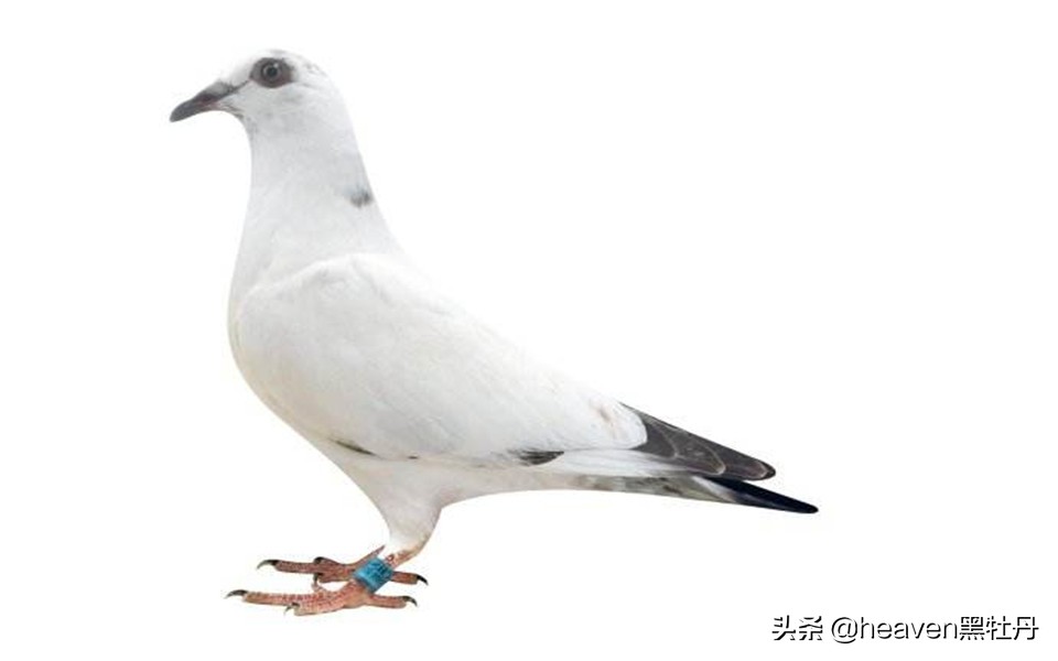 赛鸽什么情况下容易感染单眼伤风,幼鸽前期怎么预防单眼伤风