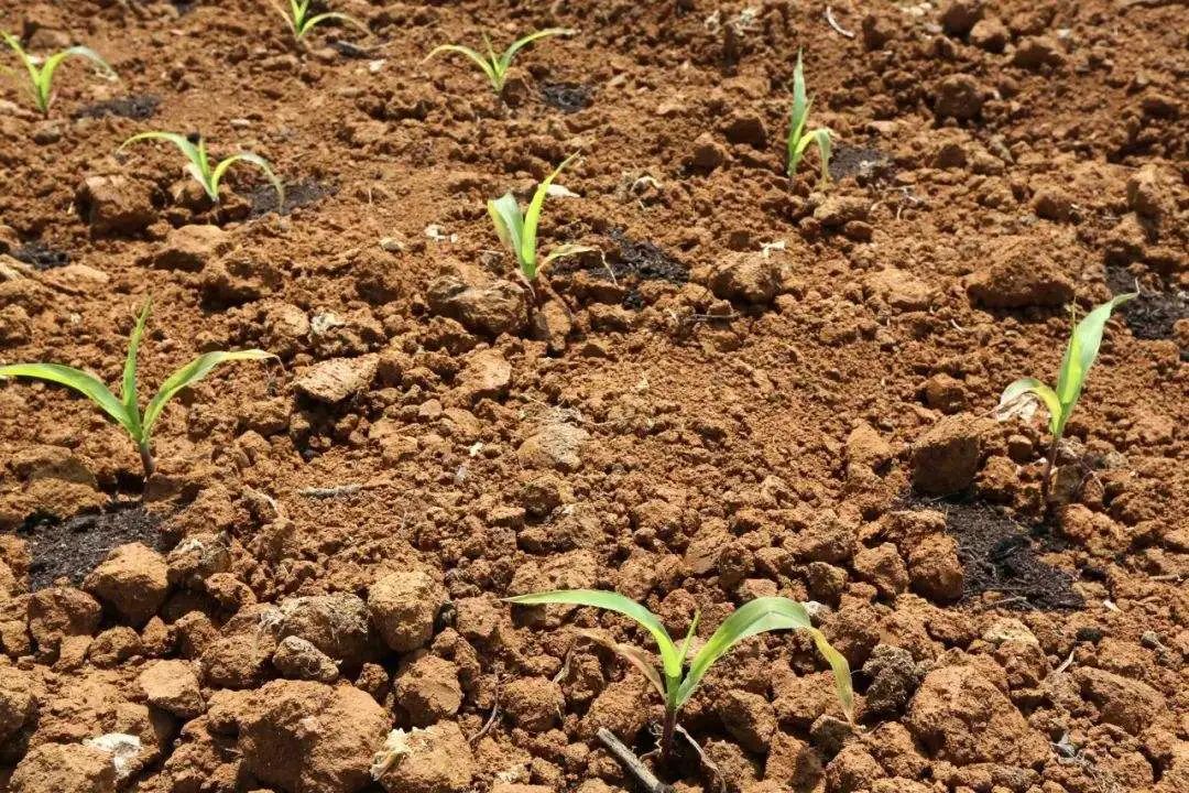 玉米播种后多久下雨最好,玉米种下后遇下雨迟迟不出苗咋办