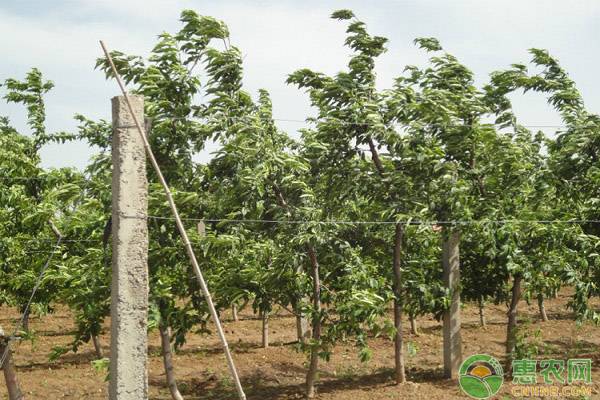 桃树开花多坐果少是什么原因,桃树开花多只有几个果是什么原因
