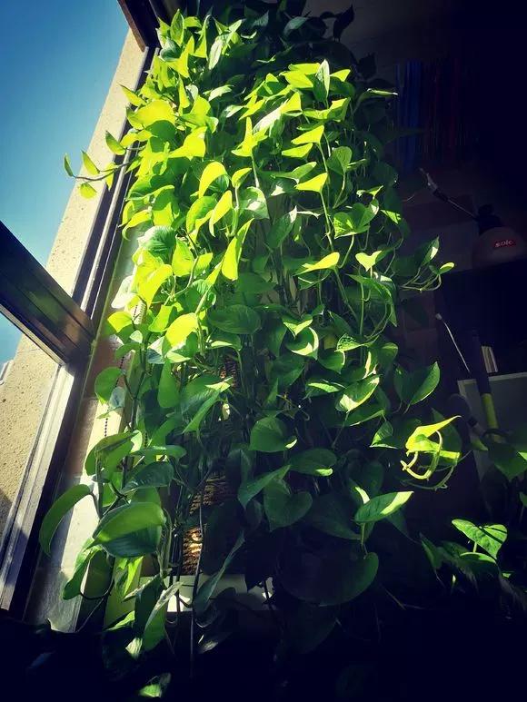 农村绿萝泛滥成灾,绿萝怎么防止烂根