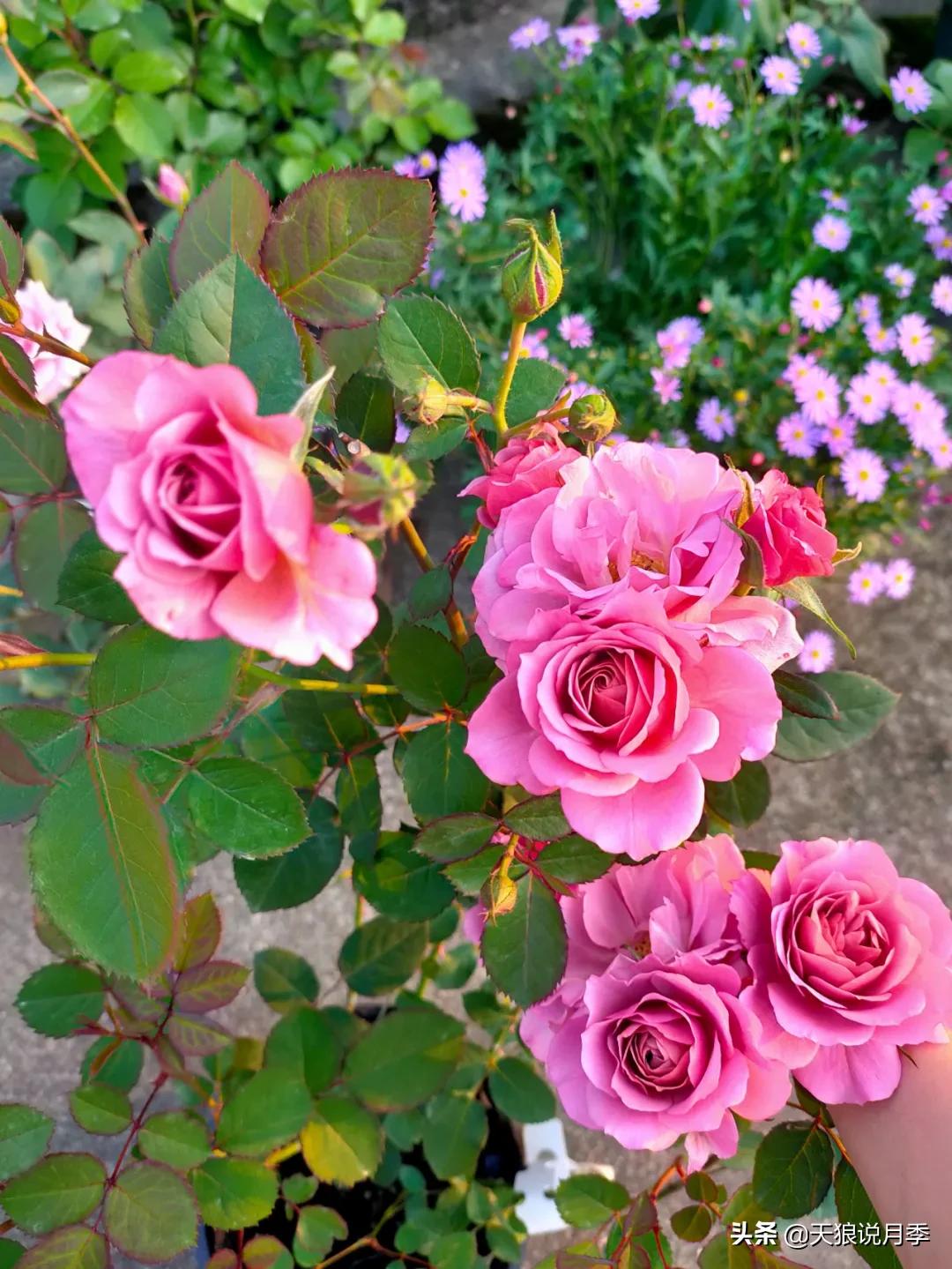 月季花是时候展现真正的技术了 (开春的第一波月季花就这么过去了)