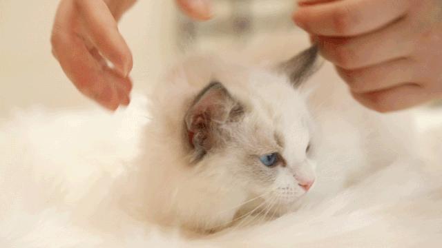 仙女猫专卖店介绍,仙女猫专卖店一览表