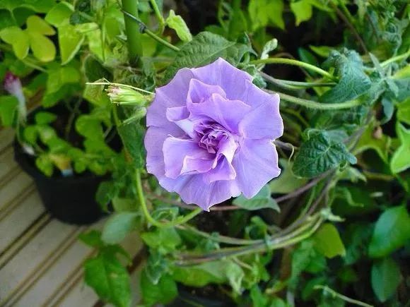 牵牛花到处游,牵牛花随便种