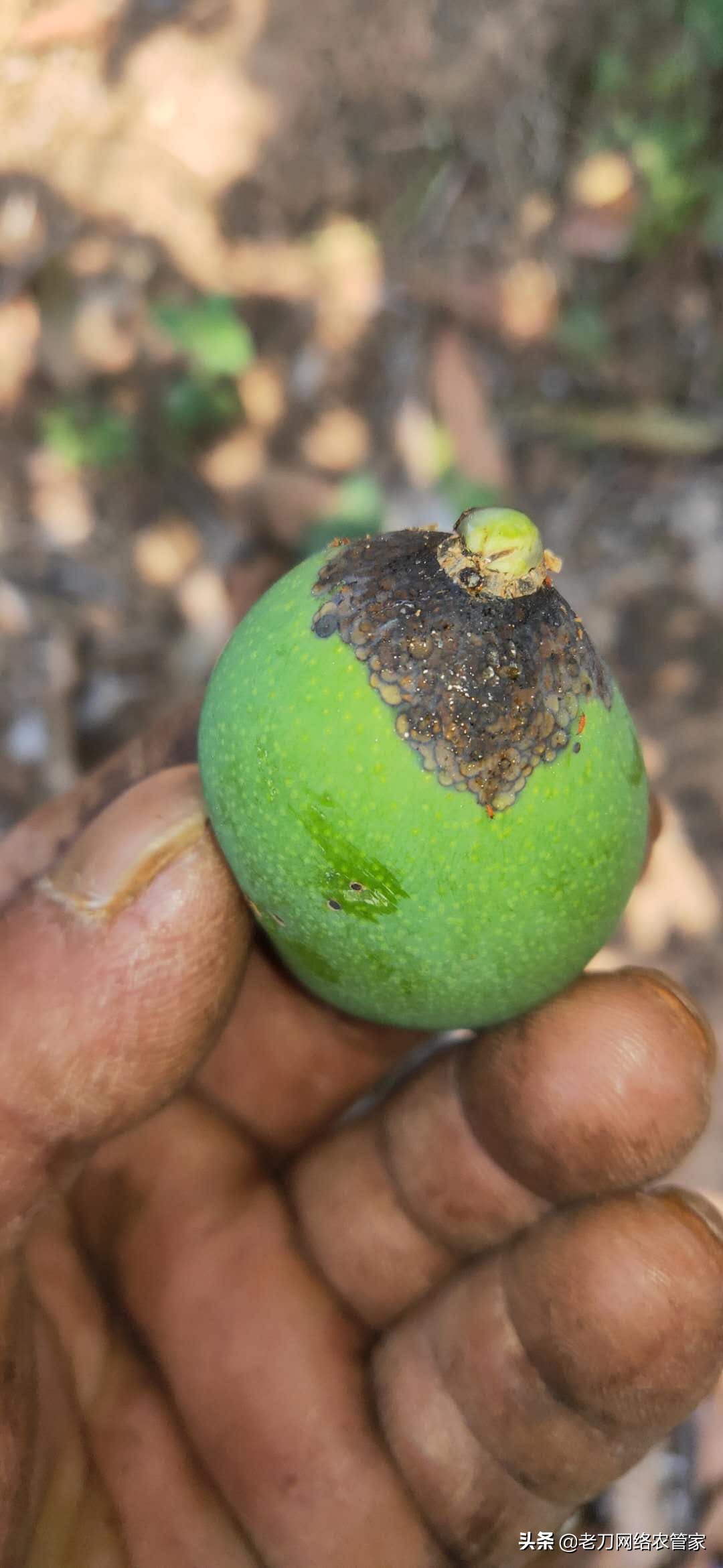 芒果炭疽病用什么杀菌剂效果好,连续阴雨天芒果炭疽病用什么药