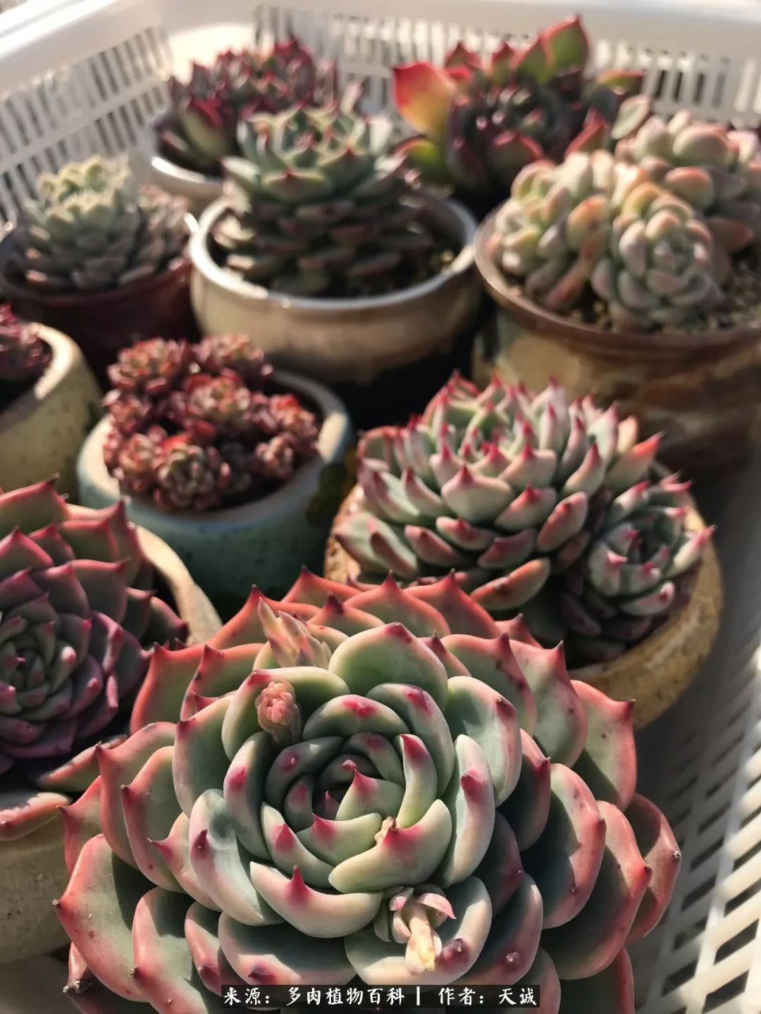 多肉从小养到大的过程,真爱的力量教程