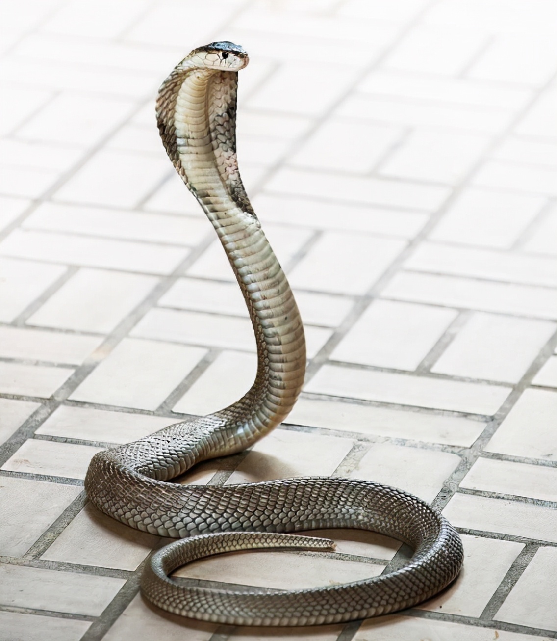 农户家中惊现两米长剧毒眼镜王蛇,发现剧毒的眼镜王蛇需要怎么处理