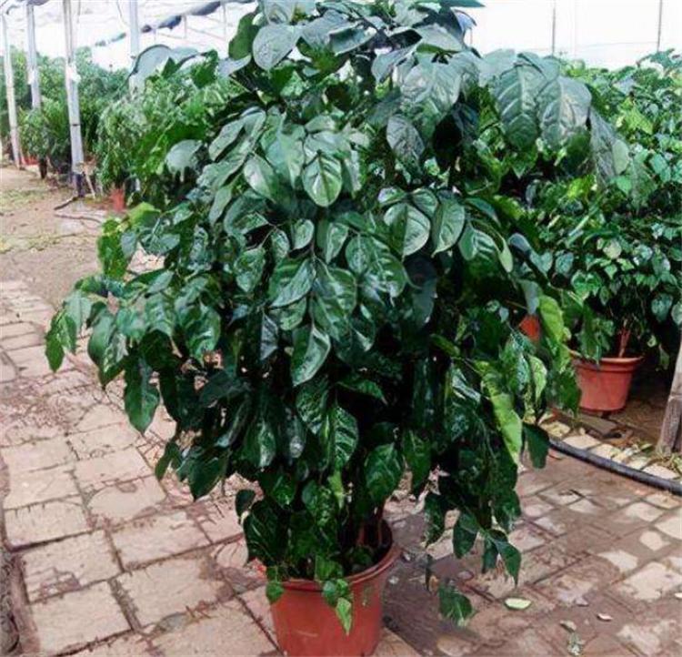 富贵树养殖方法与注意事项,富贵树的养殖方法和注意事项盆栽