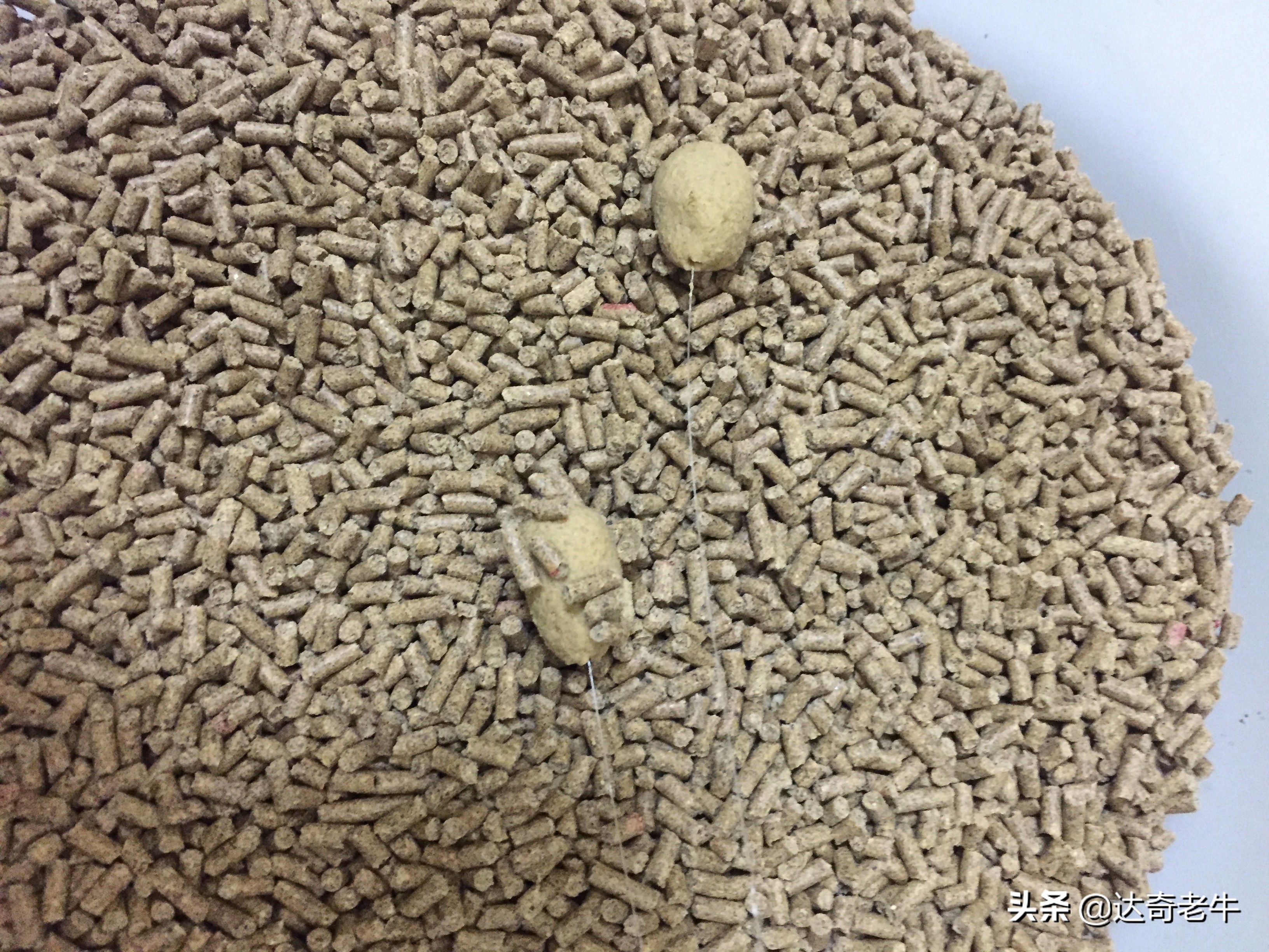 钓鱼饵料加小药真的有用吗,钓鱼料有危害吗