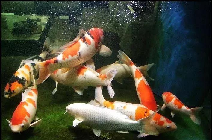 缸养锦鲤经济实惠,缸养锦鲤建议