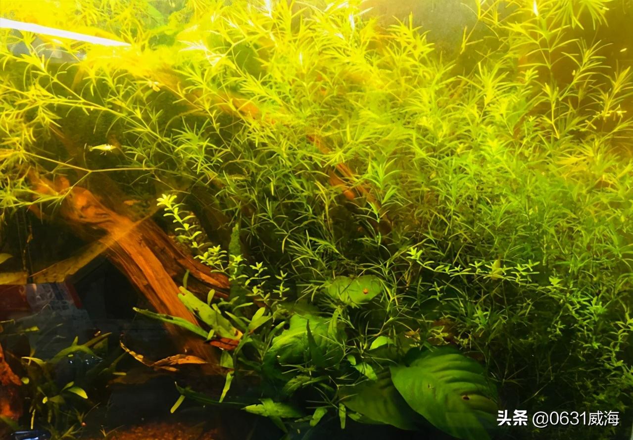 水草缸中的水藻怎么处理,新开水草缸浑浊原因有哪些