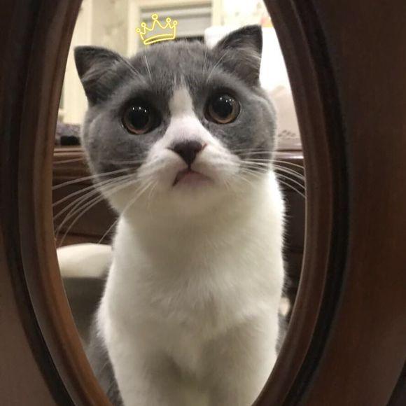 猫咪换牙是龅牙怎么办,猫咪换牙时会出现什么情况