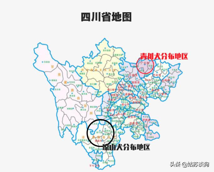 凉山猎犬和青川犬哪个比较好,青川犬和川东犬区别