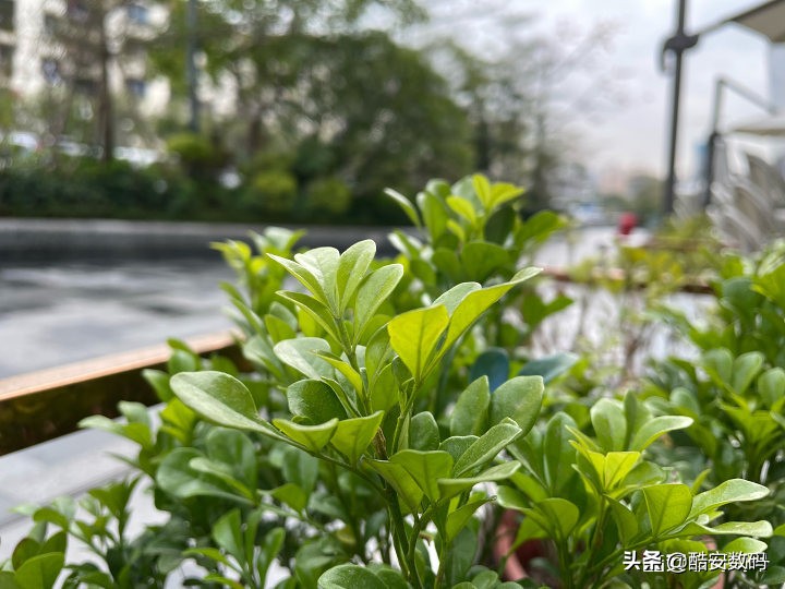 苹果12mini使用的真实感受,我和我最后的倔强女生版