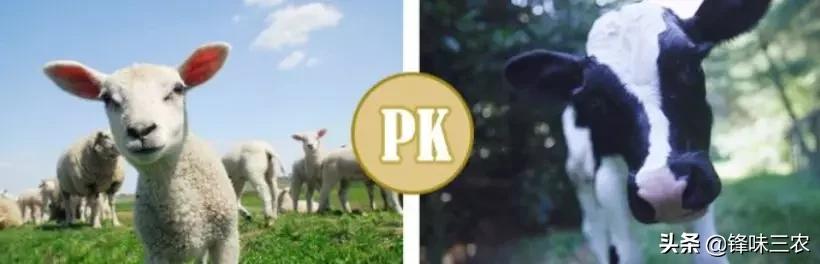 探秘山东最大羊奶厂！羊奶到底有没有膻味？