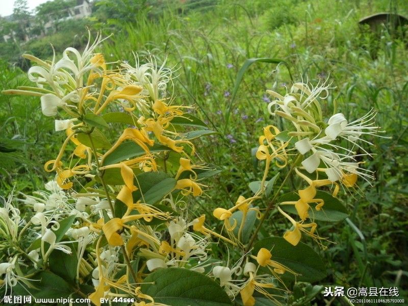 农村比较常见的中草药,农村不可碰的十种草药