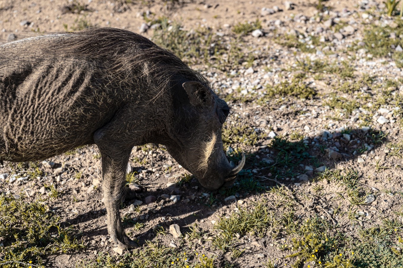 南非自驾游,南非自驾游最新