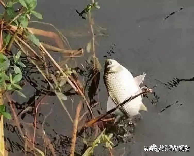 野钓玉米正确的挂钩方法技巧,野钓挂钩怎么处理