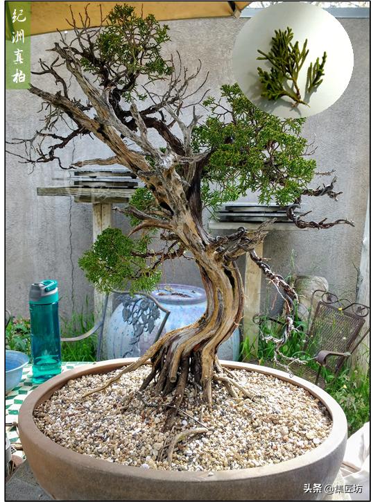 真柏出现针叶干枯失去光泽,济州真柏针叶发白不绿干瘪怎么办