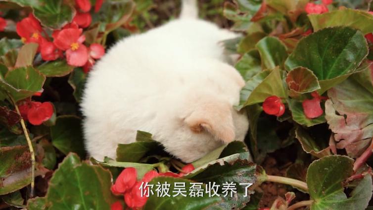 鹿晗踢足球被小朋友撕名牌,鹿晗和吴磊打戏扔手榴弹