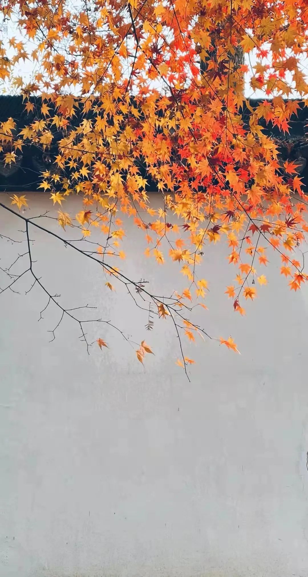 上海最美秋景,上海哪些公园可以拍秋景