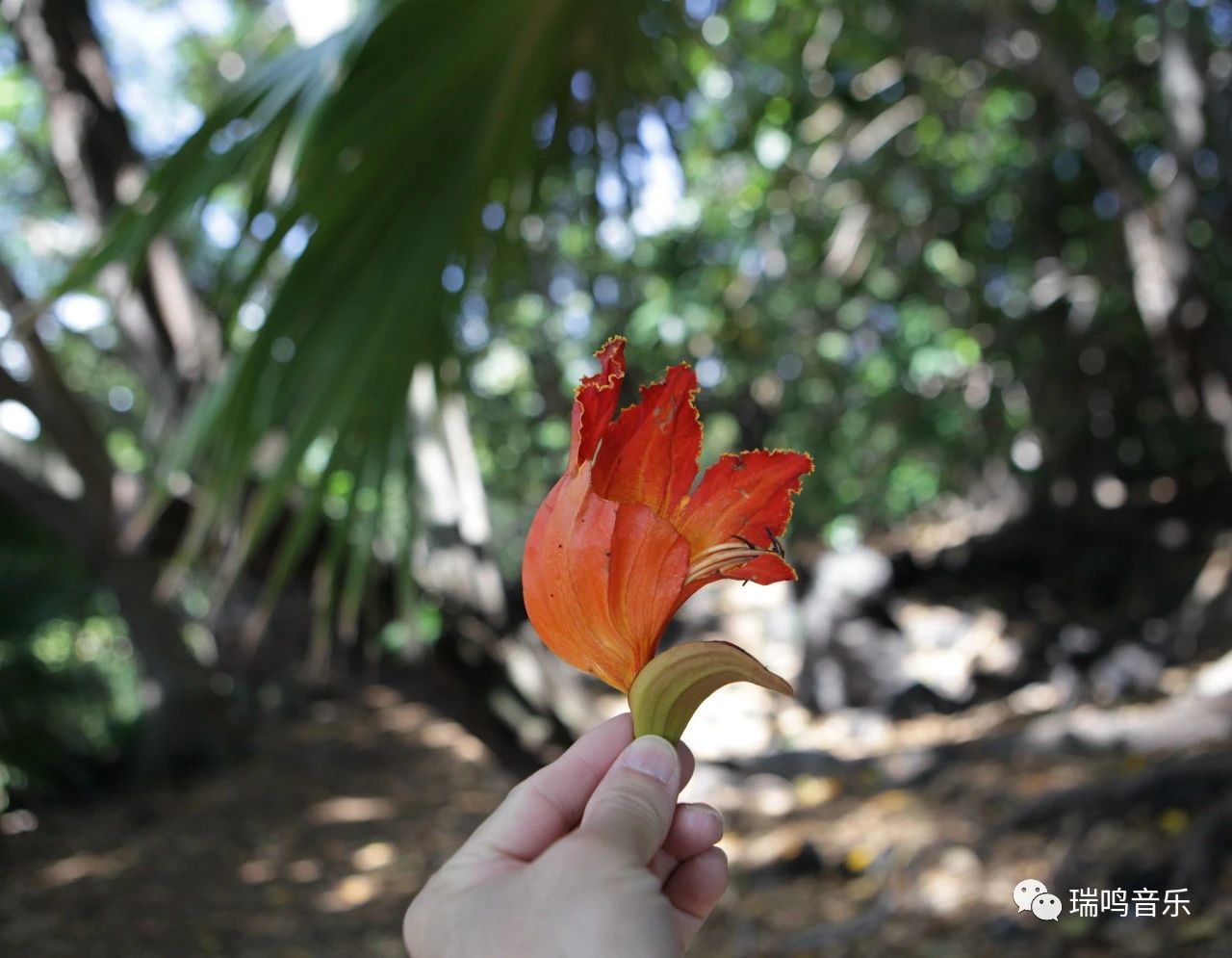 aloha夏威夷歌曲,alohaoe韩语