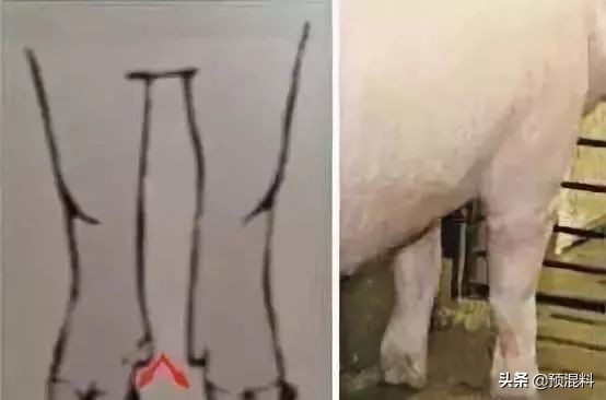 养猪实用技术——高产母猪的身体特征(图解)