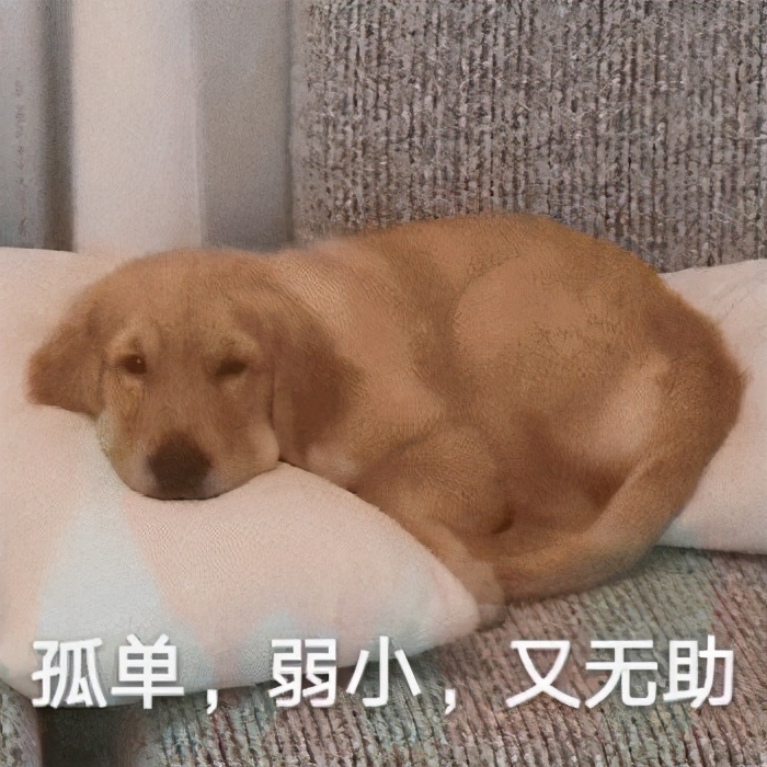 泰迪狗狗眼屎多是怎么回事,狗狗眼屎多黄脓状用什么药