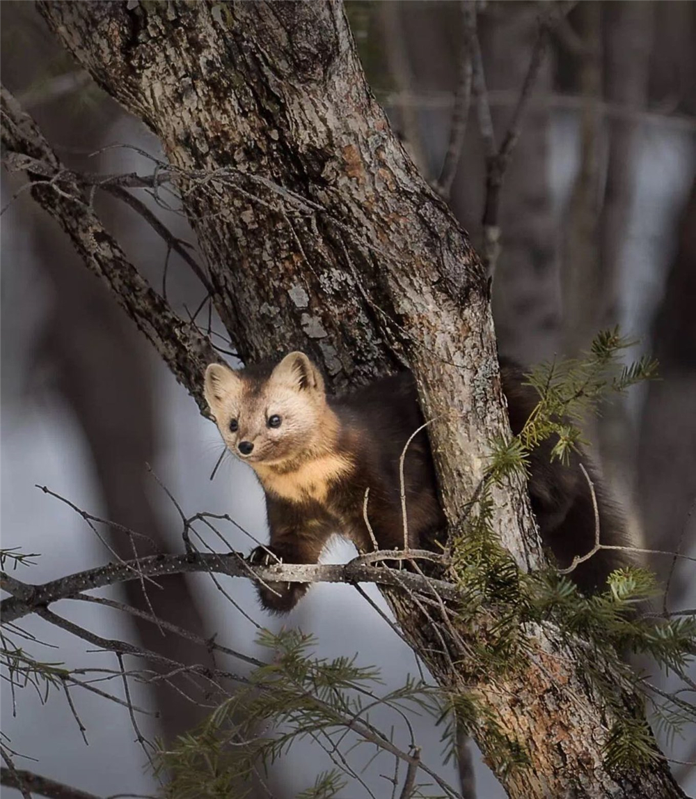 萌化延边发现珍稀紫貂,野生紫貂宝宝