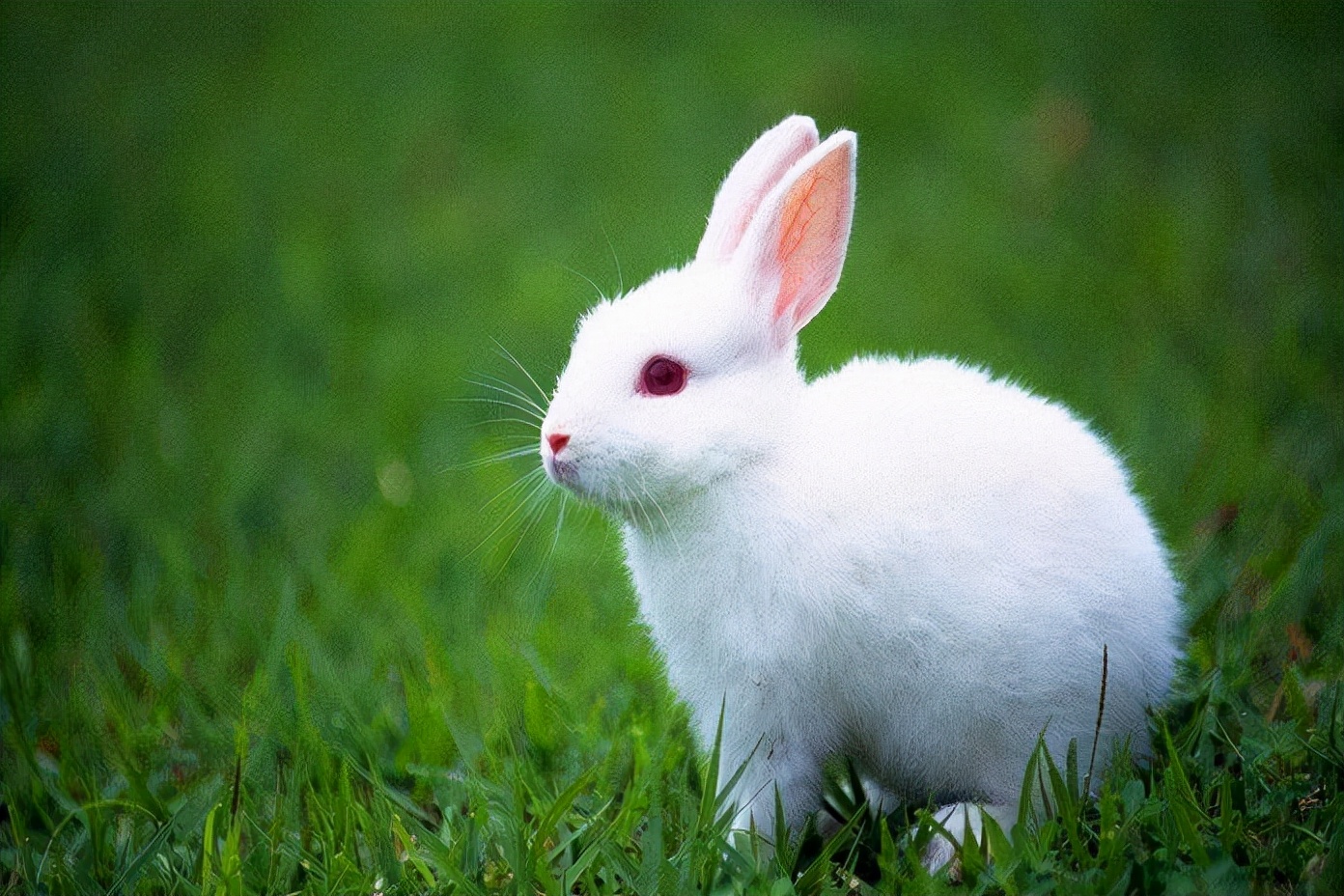 笼养兔子如何解决兔子粪便问题,养兔小妙招兔子大便怎么处理