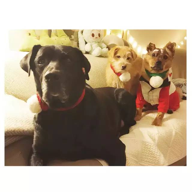 她救下一只得皮肤病脾气巨差的猫咪，花了两个月变身软萌美喵