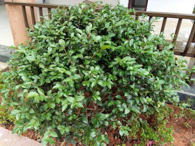 三明大金湖导游词400字,大金湖的景区导游介绍