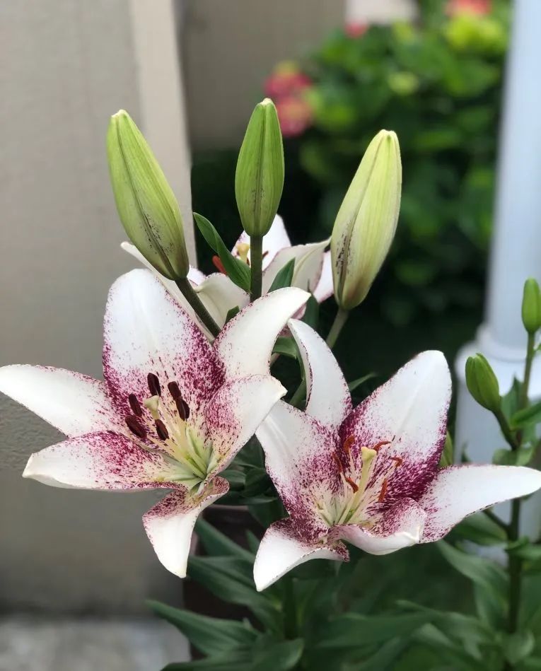 秋日赏花,百合必须要拥有姓名